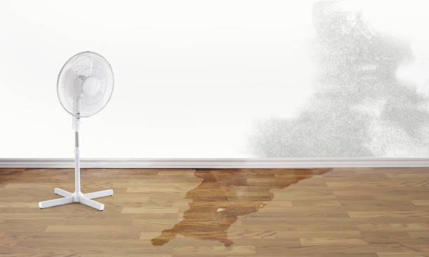 Best Basement water damage restoration  in Unicoi, TN